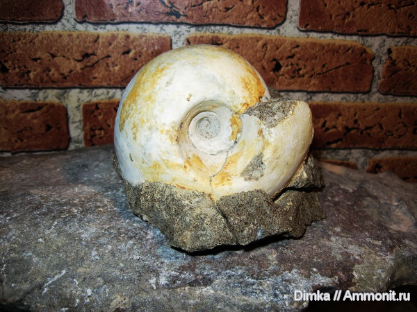 юра, келловей, Rondiceras, Никитино, Rondiceras tcheffkini, Callovian, Jurassic, Middle Jurassic