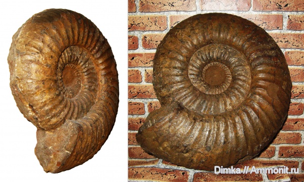 юра, волжский ярус, Мостово-Василево, Lomonossovella lomonossovi, Глебово, устье, Volgian, Jurassic