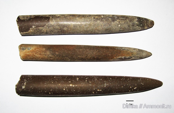 белемниты, юра, келловей, Макарьев, Callovian, Jurassic, Middle Jurassic, belemnites