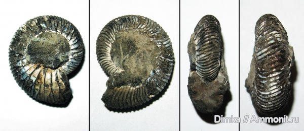 юра, Virgatites, волжский ярус, Еганово, Virgatites virgatus, прижизненные повреждения, Volgian, Jurassic