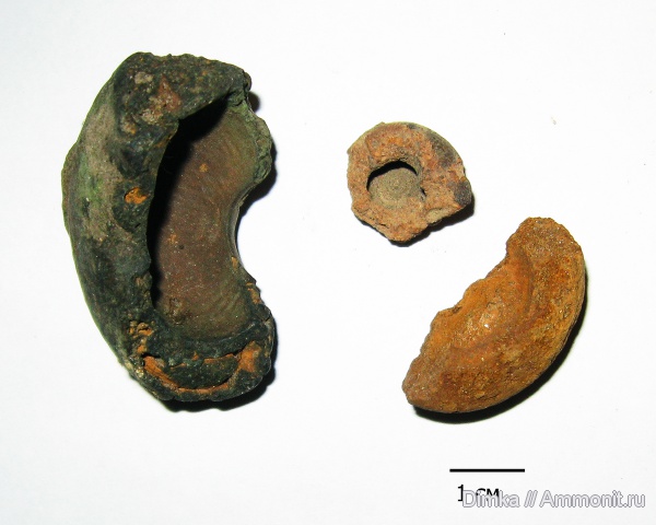 юра, Москворечье, волжский ярус, Craspedites, Craspedites nodiger, зона Craspedites nodiger, Volgian, Jurassic