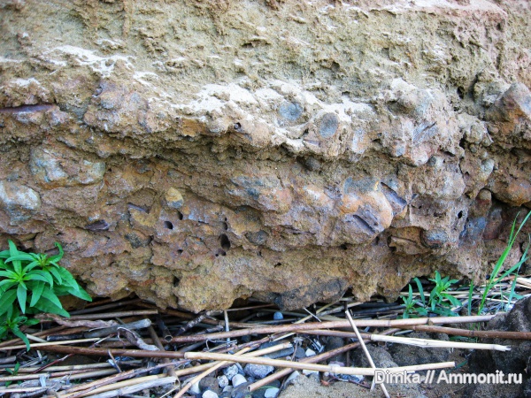 белемниты, юра, волжский ярус, Глебово, Volgian, Jurassic, belemnites