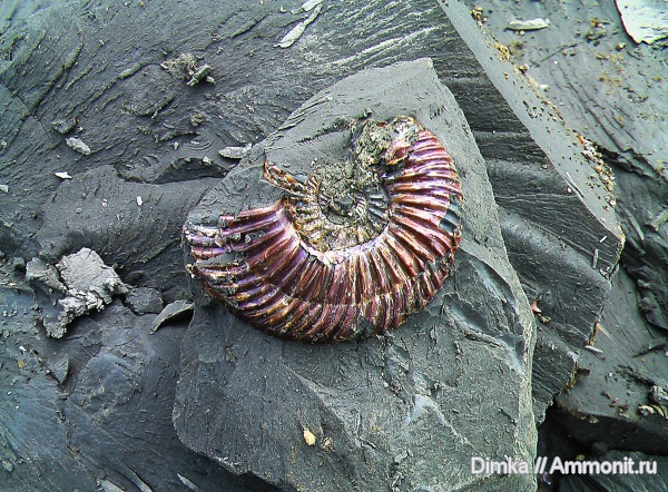юра, средняя юра, Parkinsonia, Сокурский карьер, Jurassic, Middle Jurassic