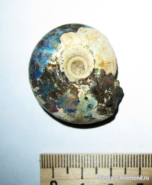 юра, волжский ярус, Craspedites, Кашпир, Craspedites subditus, Volgian, Jurassic