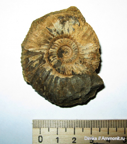 юра, волжский ярус, Epivirgatites, Epivirgatites nikitini, Кашпир, Volgian, Jurassic