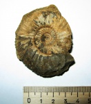 Epivirgatites nikitini