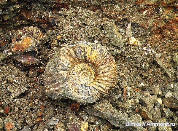 юра, волжский ярус, Epivirgatites, Epivirgatites nikitini, Кашпир, Dorsoplanitidae, Volgian, Jurassic