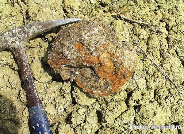 юра, нижний келловей, келловей, Chamoussetia, ТЭЦ-5, Callovian, Jurassic, Middle Jurassic, Lower Callovian