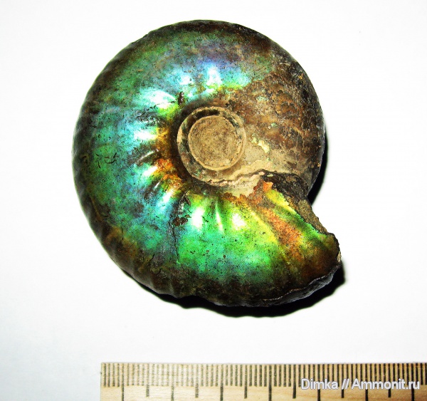 юра, волжский ярус, Craspedites, Кашпир, Craspedites subditus, Volgian, Jurassic