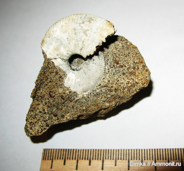 юра, Kosmoceras, келловей, Никитино, Kosmoceratidae, Kosmoceras enodatum, Callovian, Jurassic, Middle Jurassic