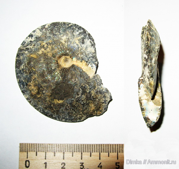 юра, волжский ярус, Garniericeras, Кашпир, Garniericeras subclypeiforme, зона Craspedites nodiger, Volgian, Jurassic