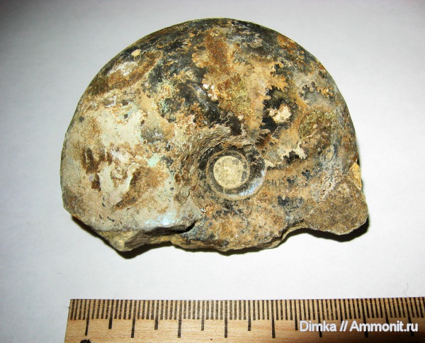 юра, волжский ярус, Craspedites, Кашпир, Craspedites parakaschpuricus, Volgian, Jurassic