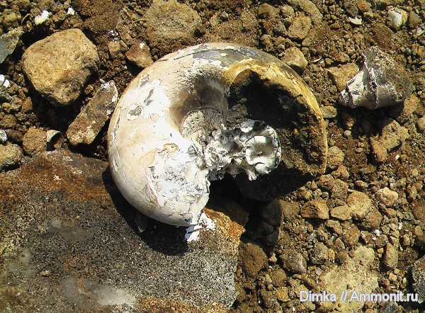 юра, келловей, Rondiceras, Никитино, Rondiceras tcheffkini, Callovian, Jurassic, Middle Jurassic