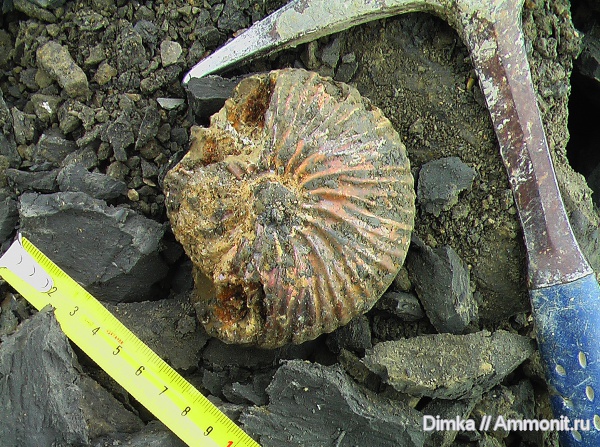 юра, бат, Arcticoceras, Саратовская область, Arcticoceras harlandi, нижний бат, Bathonian, Jurassic