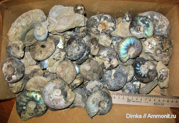 юра, волжский ярус, Craspedites, Кашпир, Volgian, Jurassic