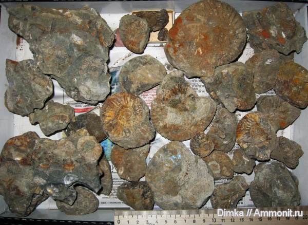 юра, волжский ярус, Epivirgatites, Epivirgatites nikitini, Кашпир, Volgian, Jurassic