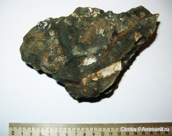 юра, волжский ярус, Epivirgatites, Epivirgatites nikitini, Кашпир, Volgian, Jurassic