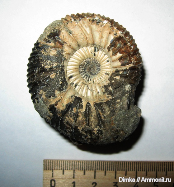 юра, волжский ярус, Epivirgatites, Epivirgatites nikitini, Кашпир, Volgian, Jurassic