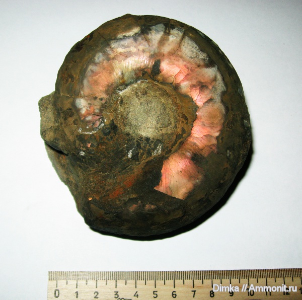 юра, волжский ярус, Самарская область, Craspedites, Кашпир, Volgian, Jurassic