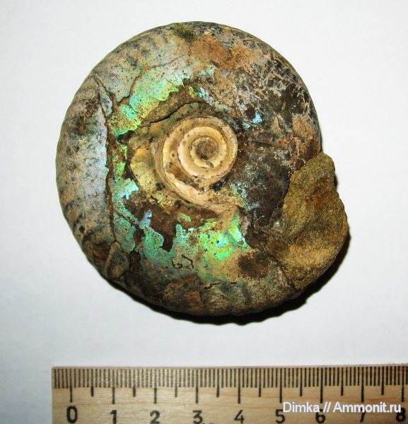 юра, волжский ярус, Craspedites, Кашпир, Craspedites subditus, Volgian, Jurassic