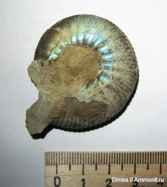 юра, волжский ярус, Craspedites, Кашпир, Volgian, Jurassic