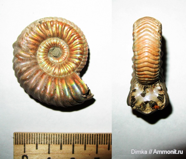 юра, келловей, верхний келловей, Vertumniceras, Vertumniceras trapezoidalis, Callovian, Jurassic, Middle Jurassic