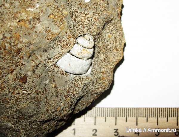 юра, нижний келловей, келловей, Никитино, Callovian, Jurassic, Middle Jurassic, Lower Callovian