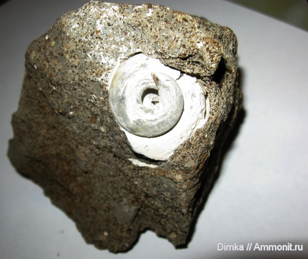 юра, нижний келловей, келловей, Никитино, Callovian, Jurassic, Middle Jurassic, Lower Callovian