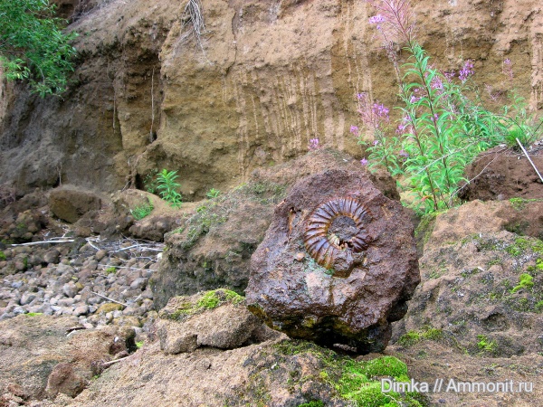 юра, волжский ярус, Ярославская область, Epivirgatites, Epivirgatites lahuseni, Volgian, Jurassic
