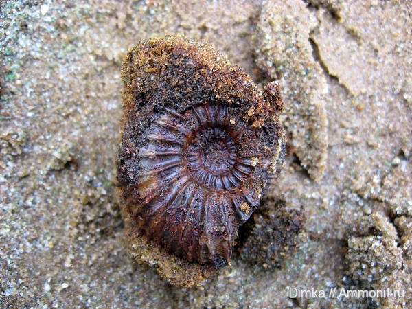 юра, волжский ярус, Epivirgatites, Volgian, Jurassic