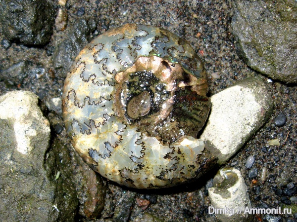 юра, волжский ярус, Craspedites, р. Унжа, Volgian, Jurassic