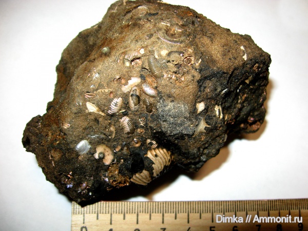 юра, келловей, Pseudocadoceras, р. Унжа, Макарьев, Callovian, Jurassic, Middle Jurassic