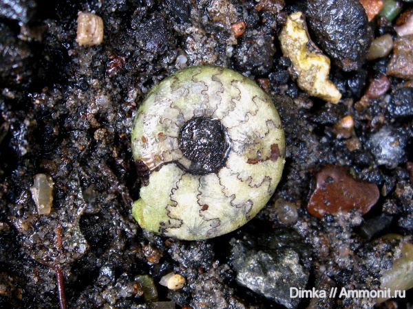 юра, волжский ярус, Craspedites, р. Унжа, Volgian, Jurassic