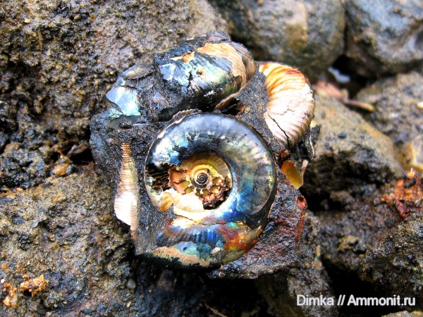 юра, Kachpurites, волжский ярус, р. Черемуха, Kachpurites cheremkhensis, Volgian, Jurassic