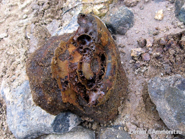 юра, волжский ярус, Laugeites, Laugeites stschurowskii, Volgian, Jurassic