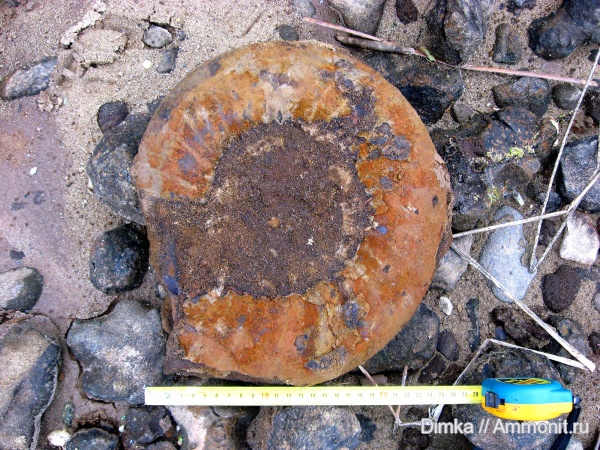 юра, волжский ярус, Epivirgatites, Volgian, Jurassic