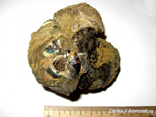 юра, волжский ярус, Ярославская область, Craspedites, Volgian, Jurassic