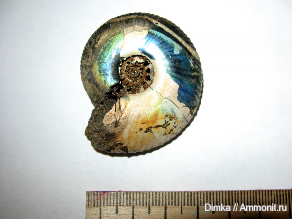 юра, волжский ярус, Ярославская область, Craspedites, Craspedites nekrassovi, Volgian, Jurassic