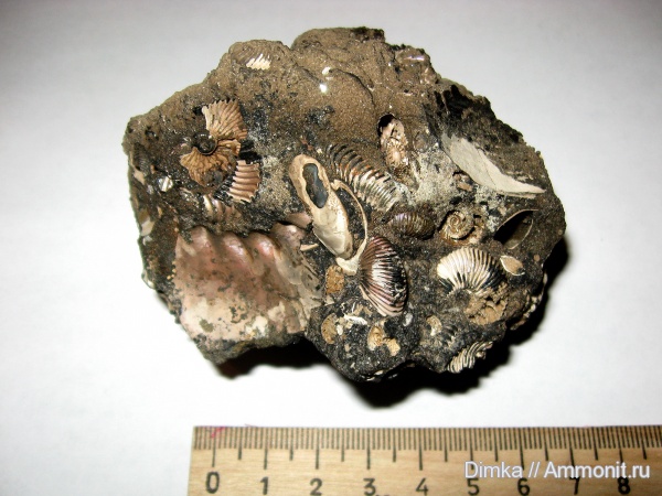 юра, нижний келловей, келловей, Pseudocadoceras, Макарьев, Callovian, Jurassic, Middle Jurassic, Lower Callovian