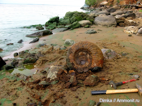 юра, волжский ярус, Ярославская область, Taimyrosphinctes, Volgian, Jurassic