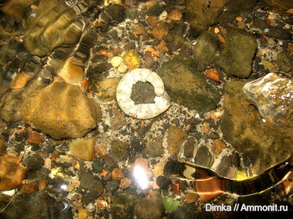 юра, волжский ярус, Craspedites, р. Унжа, Костромская область, Volgian, Jurassic