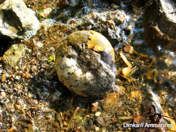 юра, волжский ярус, Craspedites, р. Унжа, Костромская область, Volgian, Jurassic