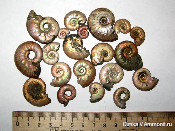 юра, Brightia, келловей, Рязанская область, Михайловцемент, верхний келловей, Callovian, Jurassic, Middle Jurassic