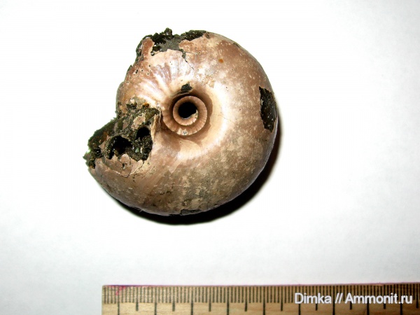 юра, Funiferites, келловей, Михайловцемент, Funiferites allae, Callovian, Jurassic, Middle Jurassic