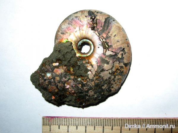 юра, Lunuloceras, келловей, Рязанская область, Михайловцемент, верхний келловей, Callovian, Jurassic, Middle Jurassic