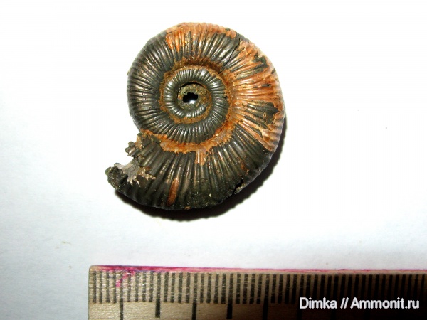 юра, Binatisphinctes, келловей, Рязанская область, Binatisphinctes rjasanensis, Михайловцемент, Callovian, Jurassic, Middle Jurassic