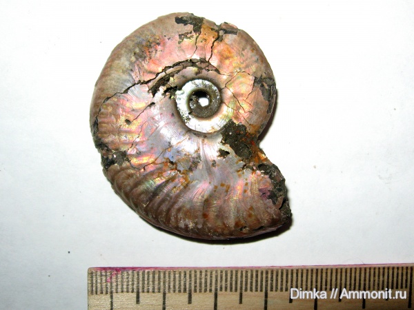 юра, Lunuloceras, келловей, Рязанская область, Михайловцемент, верхний келловей, Callovian, Jurassic, Middle Jurassic