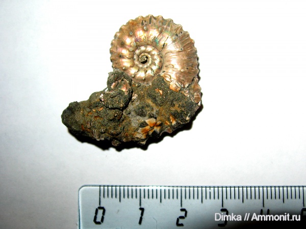 юра, Kosmoceras, келловей, Михайловцемент, Callovian, Jurassic, Middle Jurassic