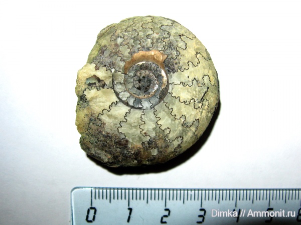 юра, волжский ярус, Craspedites, Volgian, Jurassic