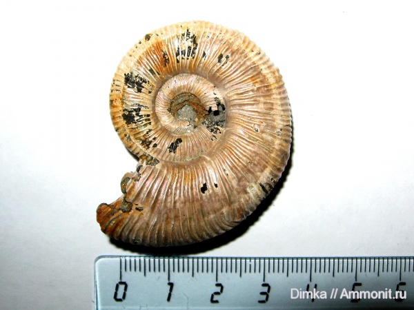 юра, Binatisphinctes, келловей, Binatisphinctes rjasanensis, Михайловцемент, Callovian, Jurassic, Middle Jurassic